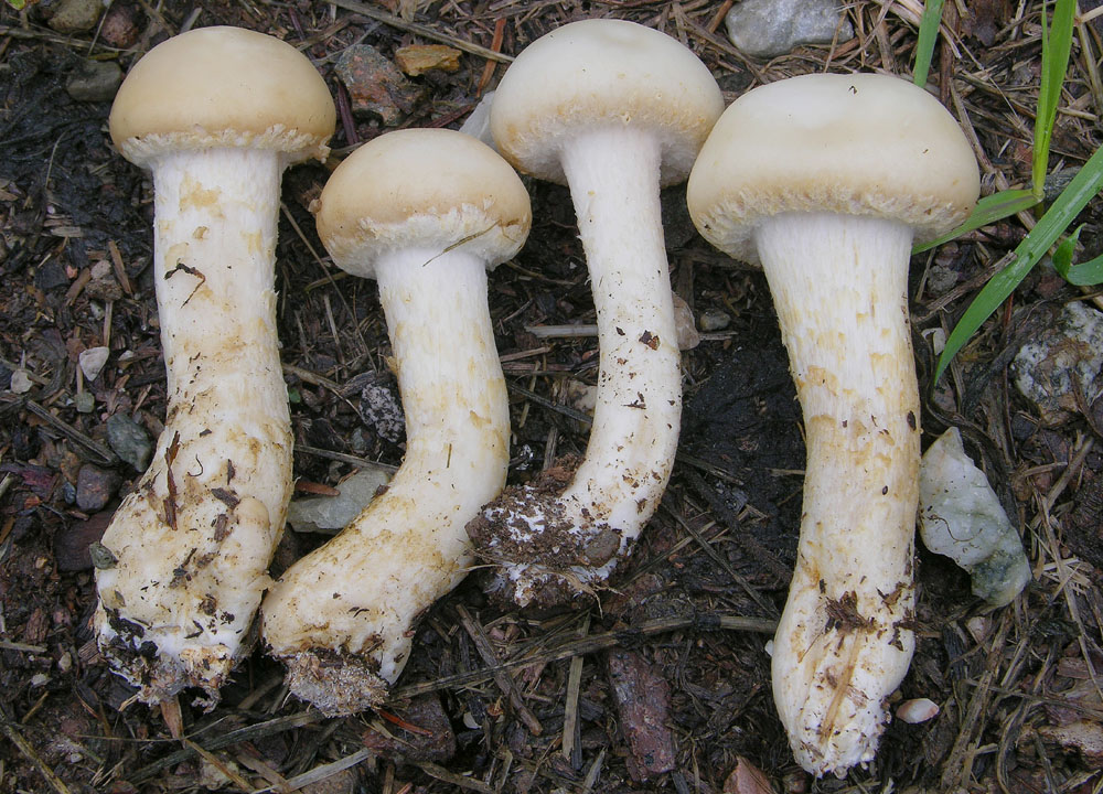 Agrocybe molesta(Lasch)Singer